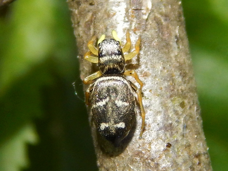 Heliophanus sp., femmina- Magenta (MI)